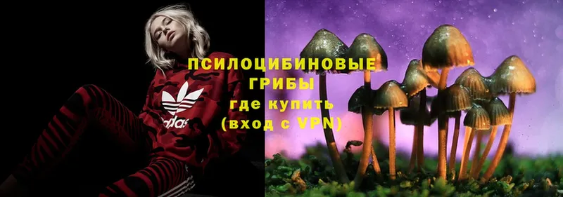 Псилоцибиновые грибы MAGIC MUSHROOMS  Ртищево 